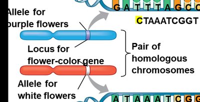Chromosome diagram showing alleles and locus