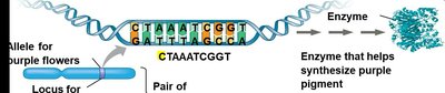 DNA sequence and enzyme synthesis for purple pigment