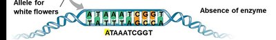 DNA sequence for white flower allele and absence of enzyme