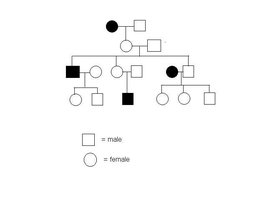 Pedigree chart example