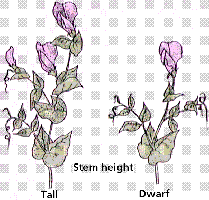 Stem height alleles: tall and dwarf