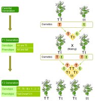 Hybridization and genotype/phenotype