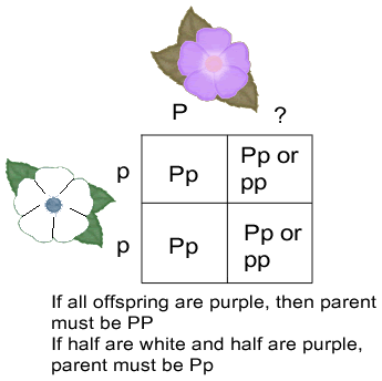 Test cross example