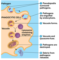 Diagram of phagocytosis process