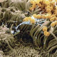 Microscopic view of mucous membrane with trapped microbes