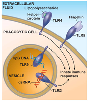 Diagram of Toll-like receptors on phagocytic cell