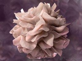 Natural killer cell attacking infected target cell