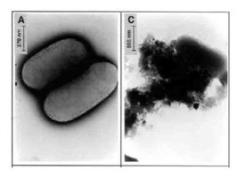 Macrophage releasing antimicrobial peptides