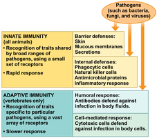 Table comparing innate and adaptive immunity