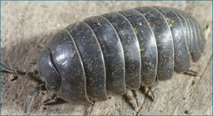 Invertebrate with exoskeleton