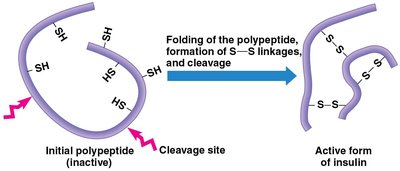 Processing of a polypeptide to produce active insulin
