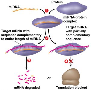 Regulation of gene expression by miRNA