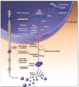 Multiple mechanisms regulate gene expression in eukaryotes