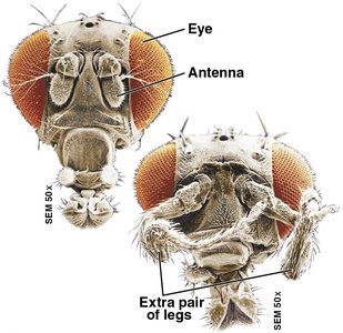 Normal and mutant fruit fly heads