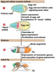 Stages of gene expression in fruit fly development
