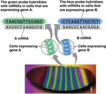 Nucleic acid hybridization in fruit fly embryo