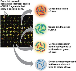 DNA microarray analysis