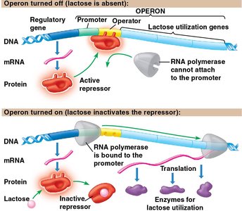 Diagram of the lac operon showing gene regulation in prokaryotes