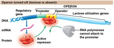 Lac operon off: lactose absent, repressor active