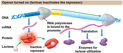 Lac operon on: lactose present, repressor inactive