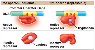 Comparison of lac and trp operons