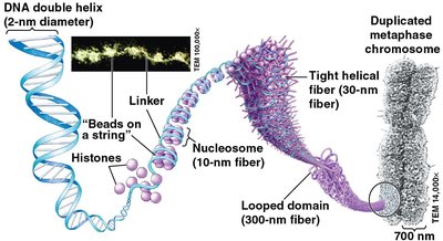 DNA packing in a eukaryotic chromosome