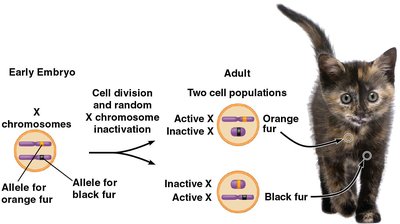 Tortoiseshell cat: X chromosome inactivation