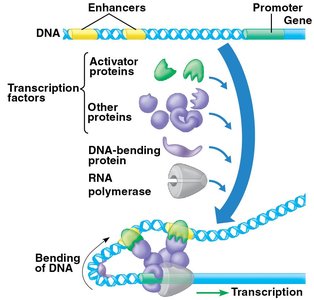 Model for turning on a eukaryotic gene