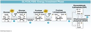 Glycolysis energy investment phase