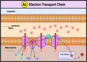 Electron transport chain diagram
