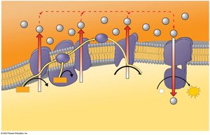 Chemiosmosis mechanism