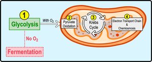 Cellular respiration and fermentation pathways