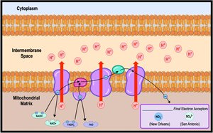 Anaerobic respiration electron transport chain