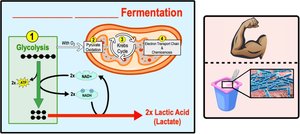 Lactic acid fermentation pathway