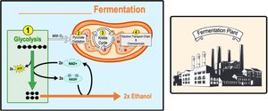 Alcohol fermentation pathway