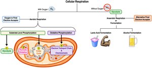 Overview of cellular respiration pathways