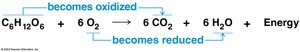 Redox reaction of glucose and oxygen
