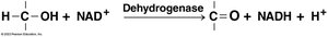 Dehydrogenase reaction with NAD+