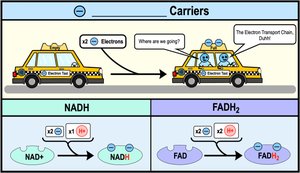 NADH and FADH2 as electron carriers