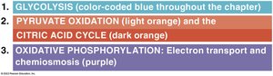 Stages of cellular respiration