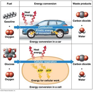 Energy conversion in a car and cell