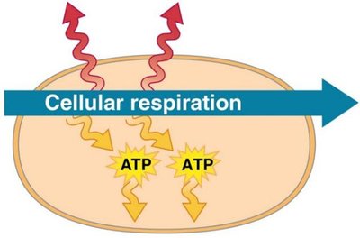 Cellular respiration releases energy