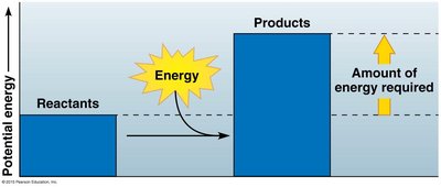 Endergonic reaction energy diagram