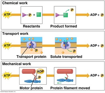 ATP cycle diagram
