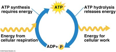 Coupling of exergonic and endergonic reactions