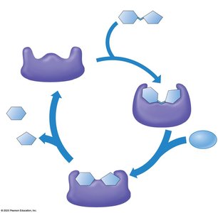 ATP hydrolysis reaction