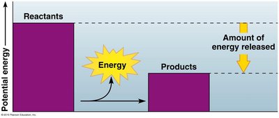 ATP powers cellular work