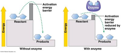Enzyme lowers activation energy