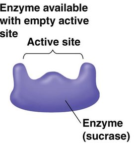 Enzyme specificity and active site