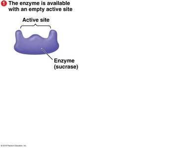 Enzyme-substrate complex formation